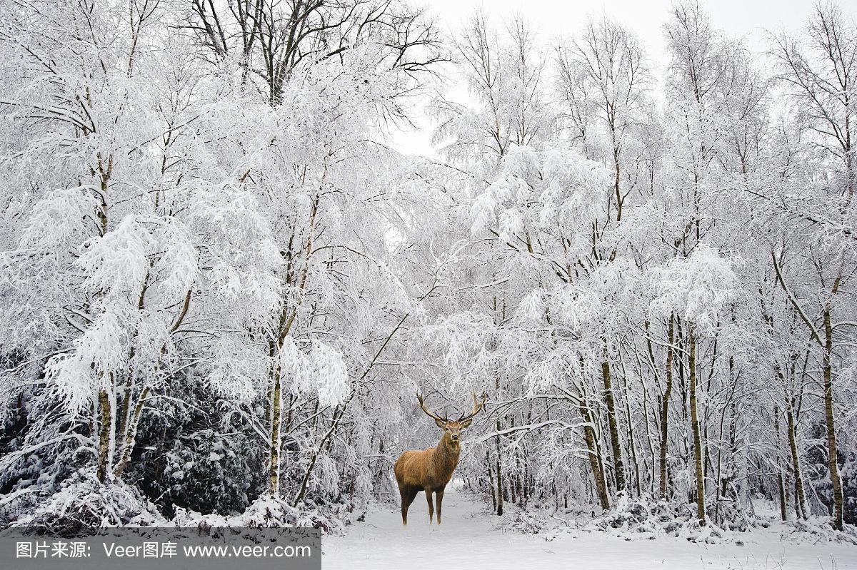 雪天出行,稳字当先;牢记三口诀。